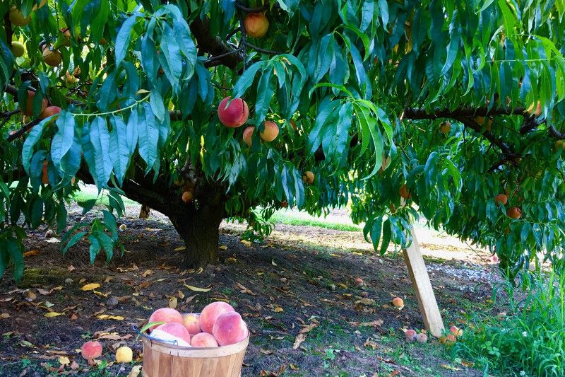 روزانه ۱۴۰ تُن میوه بهاره از بجنورد به سایر استان‌ها حمل می‌شود,خراسان شمالی+بجنورد+امید فیروزه+میوه